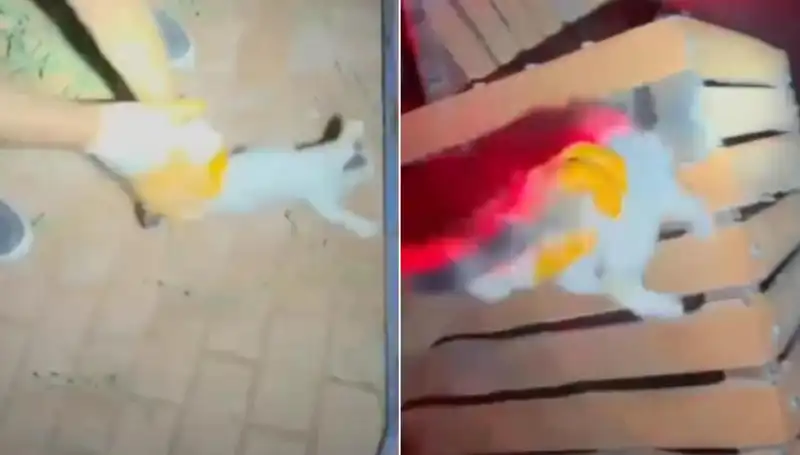 Gece Yarısı Kedi Kurtarma Operasyonu: İtfaiye Ekipleri Seferber Oldu