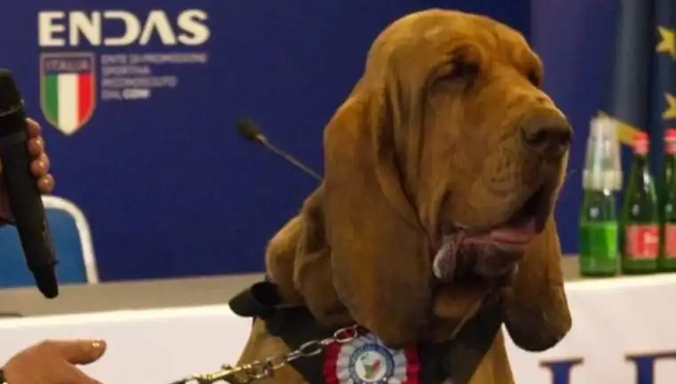 Arama Köpeğine Suikast: Çivili Sosisle Öldürülen Kahraman K-9