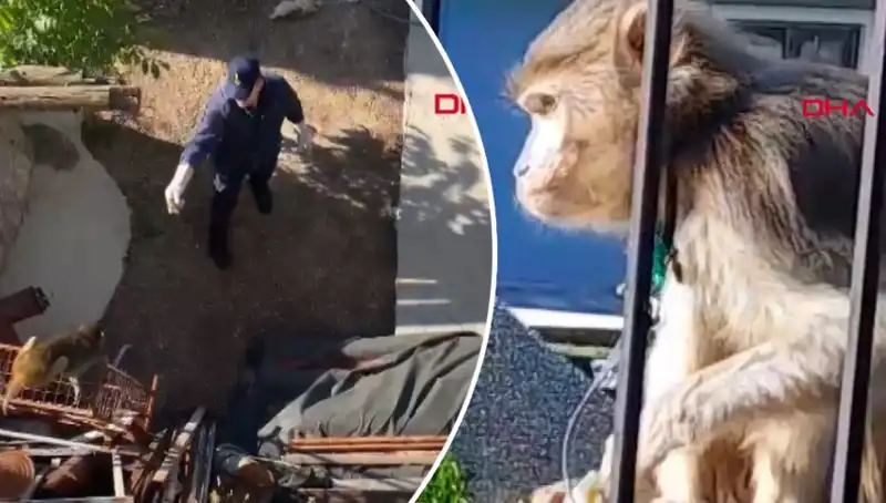 Muğla'da Neşeli Bir Gün: Maymun Kovalamacası Mahalleyi Sarstı!