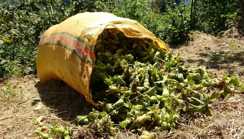 Giresun’da Fındık Hasadı Coşkusu: Bereketli Bir Sezon Başladı