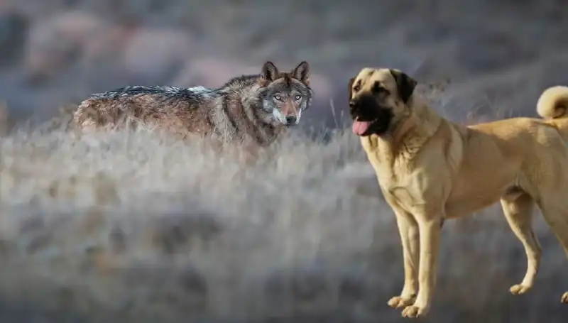Kurt Popülasyonu Artarken Kangal Köpeğine Olan Talep Yükseliyor