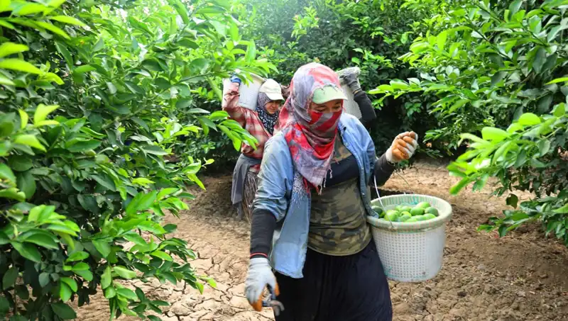 Tarımda Nohut Hasadı Başladı: Marketlerde Fiyatlar Düşecek mi?