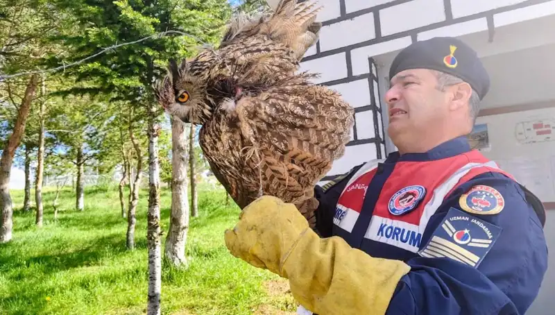 Dikenli Tellere Takılan Puhu Kanadıyla Geleceğine Uçacak mı?