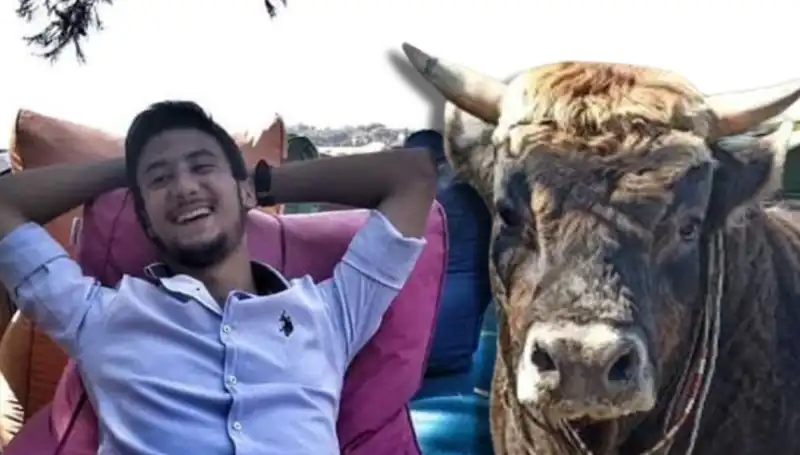 Aydın'da Güreş Boğası Dehşeti: Bir Hayat Kaybı!