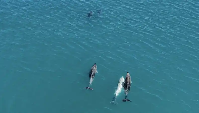 Karadeniz’deki Yunus Sürülerinin Görüntüleri Drone ile Kaydedildi!