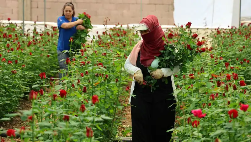 Gül Üreticileri Anneler Günü İçin Çift Tehlikede: Serada 5, İnternette 100 TL