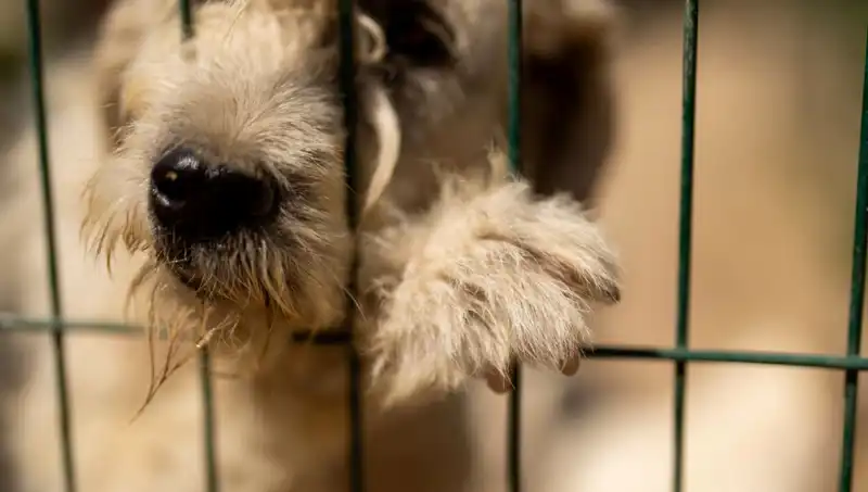 İş Stresi Nedeniyle Yükselen Köpek Davranış Problemleri