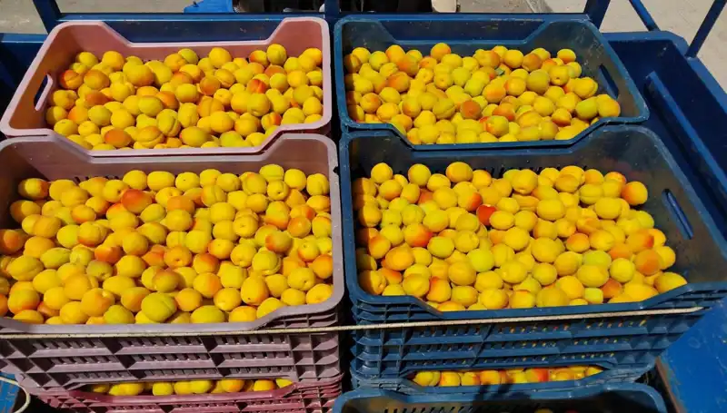 İlk Hasat Sonrası Çiftçiden Beklenmedik Gelir: 500 TL'den Alıcı Buldu