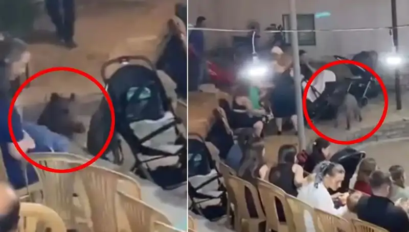 Düğün Coşkusu, Yaban Domuzunun Beklenmedik Ziyaretiyle Sarsıldı