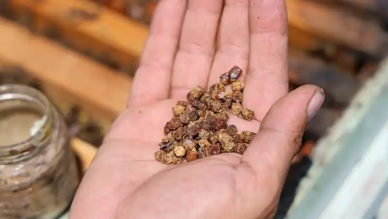Eskiden Atılan Gıda, Şimdi 3 Bin TL’den Satılan Protein Kaynağı Oldu