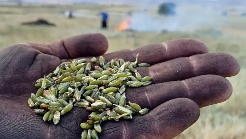 Yazın Tadı: Firik Sezonu, Bölgedeki Sofraları Şenlendiriyor