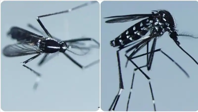 Chikungunya Virüsü Nedir? Ülkelerdeki Son Durum ve Belirtileri