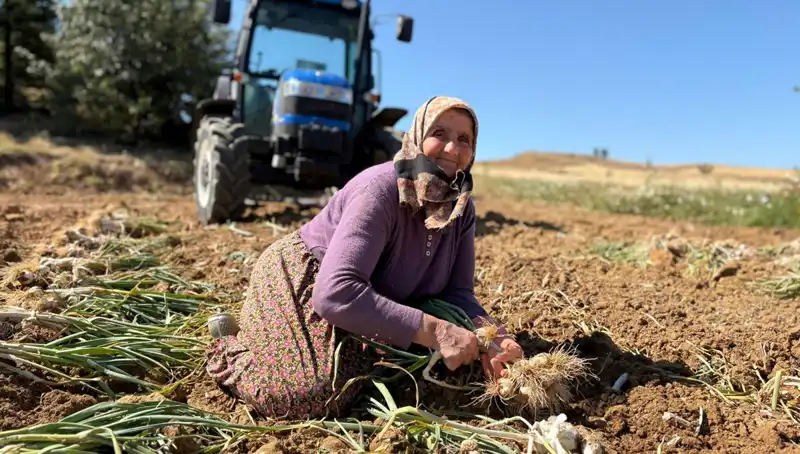 Dünyaca Ünlü Selenyumun Yeni Adresi: Tarlalardan Yükselen Fiyatlar