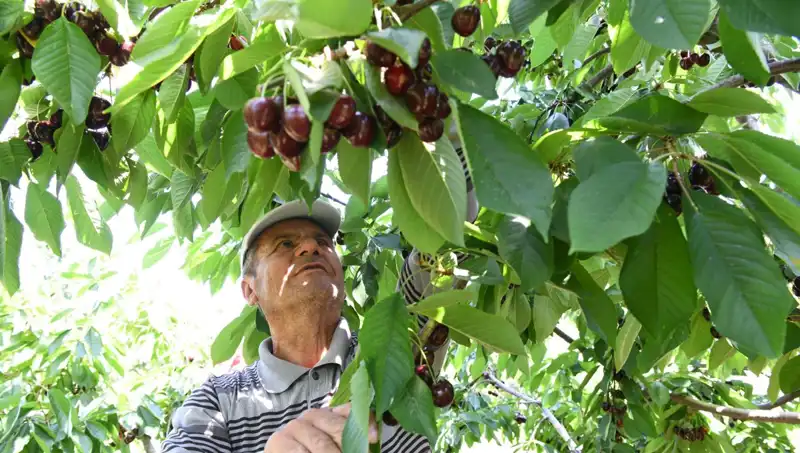 Lapseki Devi: Çay Bardağına Sığmayan Dev Tuz Miktarı!