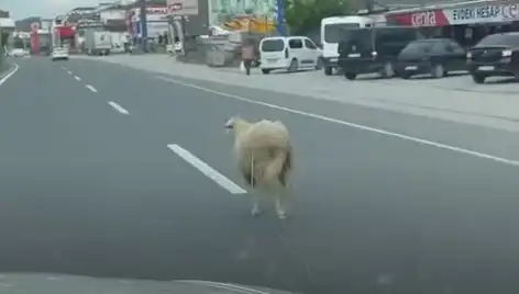 Yalova'da Kaçan Kurbanlıklar Trafiği Zamanla Yarıştırdı!
