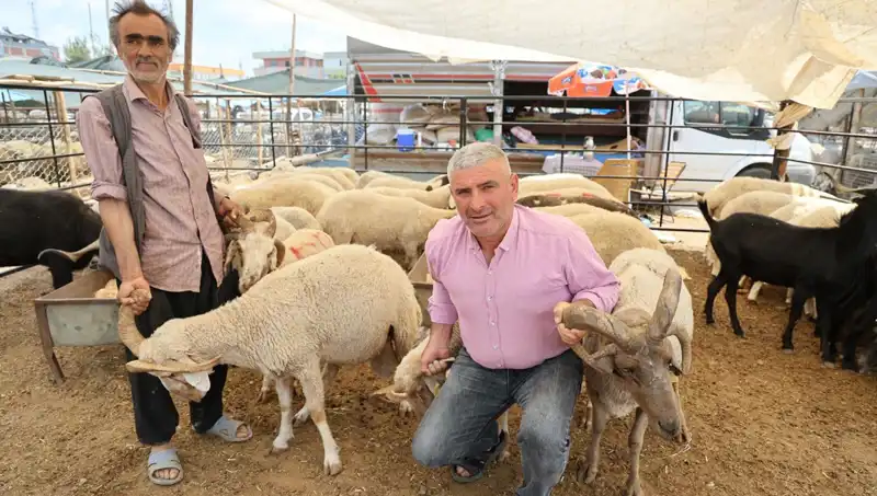Kurban Pazarında 4 Boynuzlu Koçların Fırtınası: Rekor Fiyatlar ve İlgi Odağı