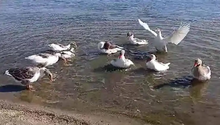 Denizde Yüzdükleri İçin Şikayet Edilen Kazlar Kümeste Yaşamaya Başladı