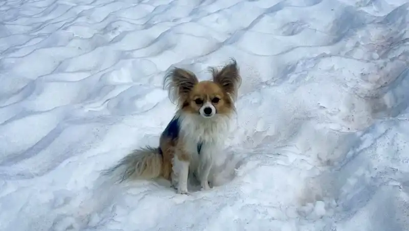 Buzul Yarığına Düşen Adamı Cesur Köpeği Kurtardı!