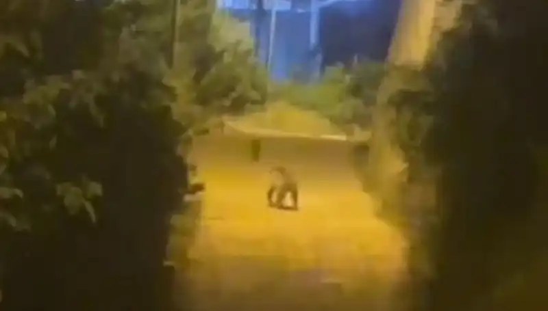 Gümüşhane'de Şehir Merkezine İnen Ayı İle Halkın Tepkileri ve Olayın Ardındaki Gerçekler