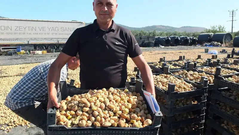 Balıkesir'de Hasat Dönemi: Çin ve Rusya'ya İhraç Edilen Ürünler