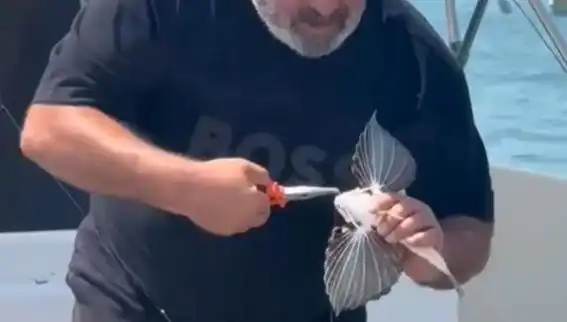 Saros Körfezi'nde Nadide Kırlangıç Balığı Oltaya Takıldı