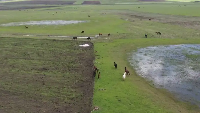 Kars'ın Büyüleyici Doğasında Yılkı Atlarıyla Unutulmaz Bir Görüntü
