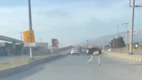 Trafikte Deve Kuşu Görenler Şaşkına Döndü!